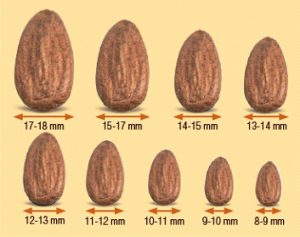 caliber_almond